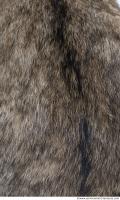 animal skin fur cat 0004